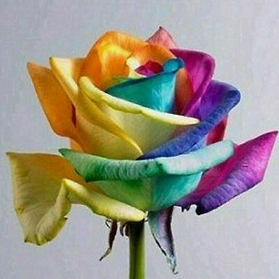 #ad USA Seller 50pcs Colorful Rainbow Rose Flower Seeds Home Garden Plants. #1 $5.49