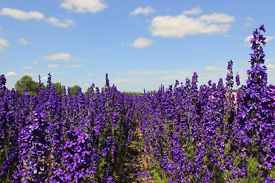 #ad Florist Choice Pacific Giant Delphinium 25 seeds King Arthur Free Shipping $2.29