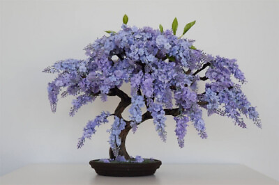 #ad BONSAI JACARANDA MIMOSIFOLIA BLUE FLAMBOYAN rare flowering tree seed 10 seeds $9.99