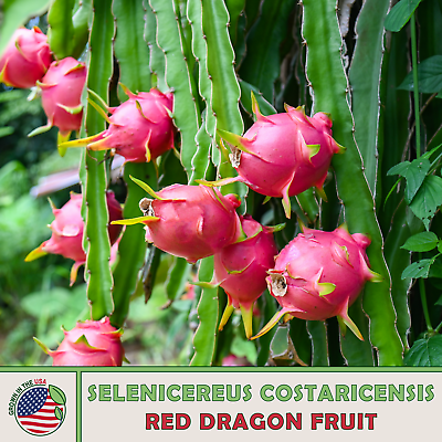 #ad 200 Red Dragon Fruit Seeds Selenicereus costaricensis Pitaya Genuine USA $3.89