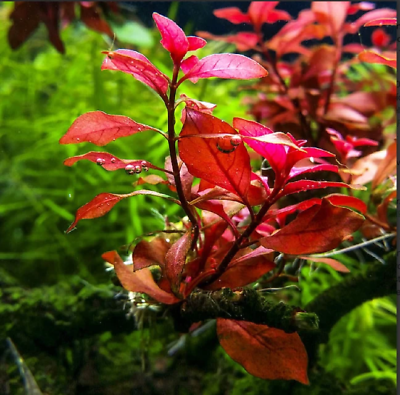 #ad BUY 2 GET 1 FREE Ludwigia Repens Dark Red Potted Live Aquarium Plants $10.79