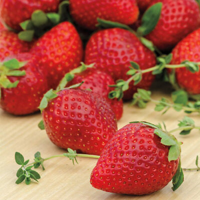 #ad #ad Ozark Beauty Everbearer Strawberry Plants 25 Bareroot Plants $25.46
