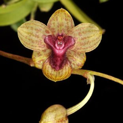 #ad TRICHOCEROS TUPAIPI SMALL ORCHID POTTED $33.00