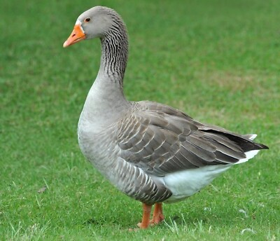 #ad 3 Toulouse Goose Hatching Eggs Purebred Guaranteed Fertile INSURED SHIPPING $45.00