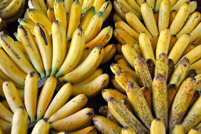 #ad Musa Lacatan Banana Plant Philippine Banana Live Plant Lowest Price $10.99