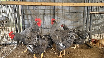#ad 6 Heritage Plymouth Barred Rock Hatching Eggs Imperial ringlet $70.00