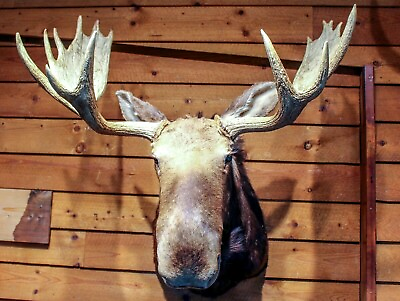 #ad Vintage Young Bull Moose Shoulder Mount $2925.00