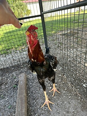 #ad 6 Indio Gigante hatching eggs. NPIP Certified AI Clean $170.00