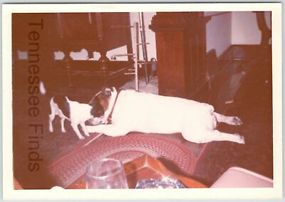 #ad English Bulldog amp; Jack Russel Terrier Dog Laying Playing Kodak Photo Snapshot $16.73