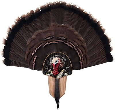 #ad Turkey Fan Mount amp; Display Kit Oak with Turkey Profile Image $42.66