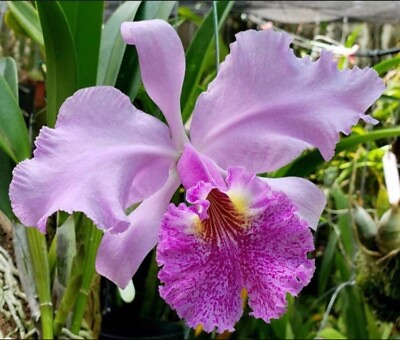 #ad Cattleya Carmen warscewiczii x lueddemanniana Rubra Fragrant Orchid 4” RePot $31.99