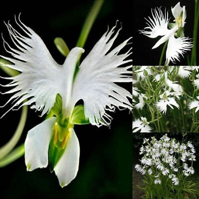#ad Japanese Radiata White Egret Orchid Flower 50Pcs Seeds... #5422 $4.99