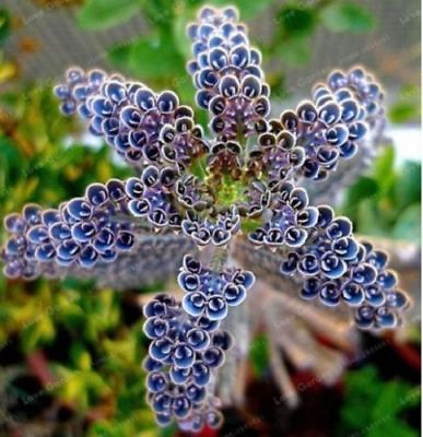 #ad 25 Rare Dark Blue Kalanchoe Seeds Succulent Flower Seed Flowers 92 US SELLER $4.99