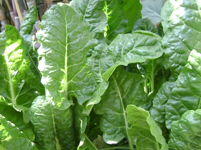#ad #ad Organic Spinach Seeds Heirloom FRESH stock $100.00