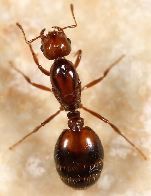 #ad Queen Ant For Sale Feeder Insect $20.00
