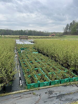 #ad Blueberry Plants 6 Starters Rooted CuttingsBlue Dukes Approx. 8”. $19.99