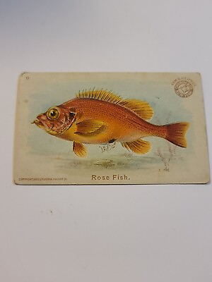 #ad Vintage Antique Arm amp; Hammer Rose Fish Card #9 1900 Church amp; Co New York $9.95