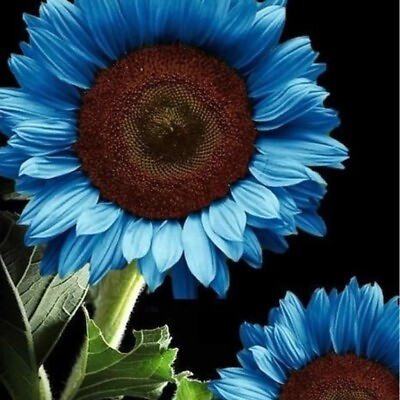 #ad #ad 35 Blue Sunflower Seeds Plants Garden Plants bonsai rare flower colorful organic $4.00