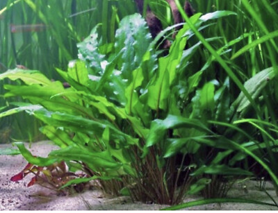 #ad *BUY 2 GET 1 FREE* Cryptocoryne Wendtii Green Pot Crypt Live Aquarium Plants ✅ $9.79