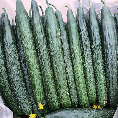 #ad 15 Tianjin Tender Spiky Cucumber Seeds Long Burpless Hybrid Cucumber USA $4.39
