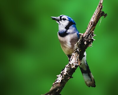 #ad Bird PHOTOGRAPHY BLUE JAY Forest Birds Print Glossy Paper Wildlife Art 8x10 $20.00