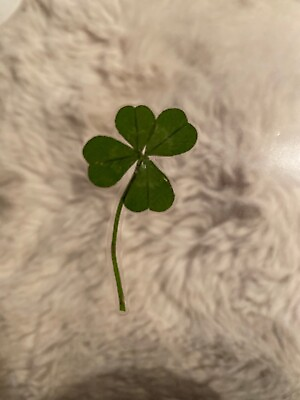 #ad 🍀RARE REAL 4 Leaf Clover 🍀 Hand picked GREAT Gift LUCKY 🤩 $18.88