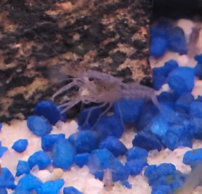 #ad Live Electric Blue Crayfish Juveniles Procambarus Alleni Unsexed 1 DOA $4.99