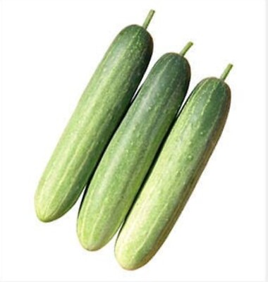 #ad 10 Korean Eun Cheon cucumber seeds Delicious Asian Crisp $4.25