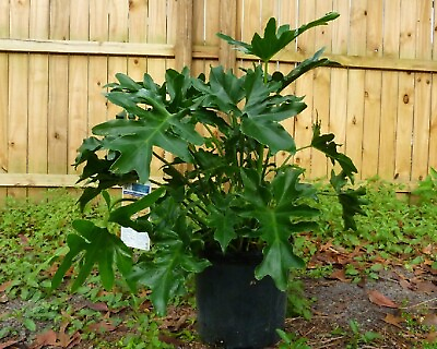 #ad #ad Split Leaf Philodendron {Philodendron selloum} 10 seeds Free Shipping $3.99