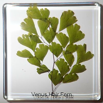 #ad Venus Hair Fern Plant in 75x75x10 mm Clear Square Slide Education Specimen $15.00