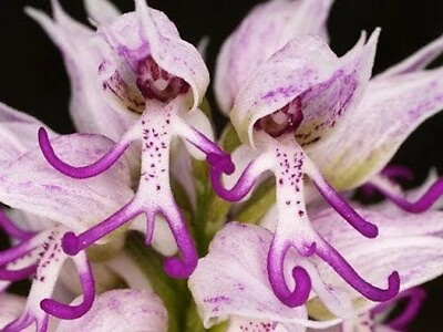 #ad 50Pcs Italian man orchid seeds Orchids italica Poir. seeds. #4151 $4.99