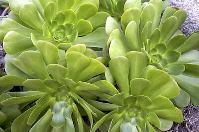 #ad 15 Cuttings 5 8quot; from Tree Green Aeonium Succulent Indoor Outdoor Plant $19.95