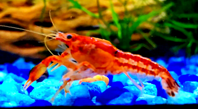 #ad LIVE Mexican Dwarf Crayfish Bright Orange Perfect for Smaller Tanks $12.49