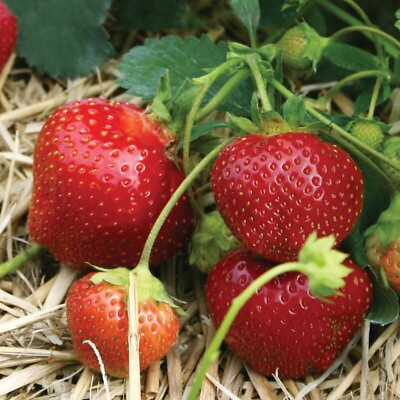 #ad Galletta Strawberry Superhardy vigorous June bearing plants 25 Bareroot Plants $25.74