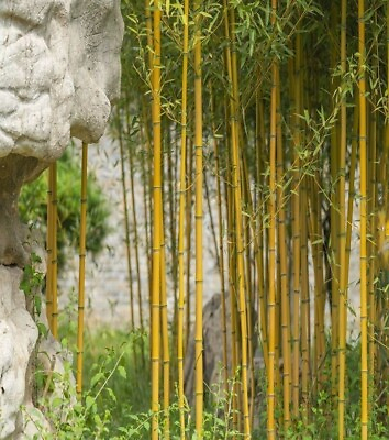 #ad #ad 50Golden Bamboo Seeds Yellow Crookstem Bamoo Home Decoration Cold Hardiness USA $4.18