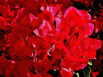 #ad Bougainvillea #x27;San Diego Red#x27; $9.99