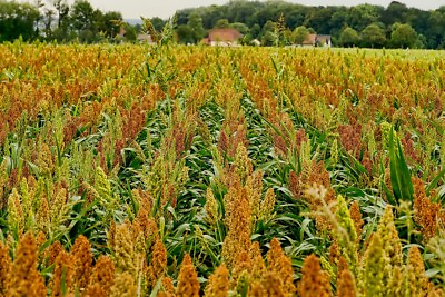 #ad WGF Sorghum Seeds for Planting High Yield Drought Tolerant Wildlife Forage $7.99