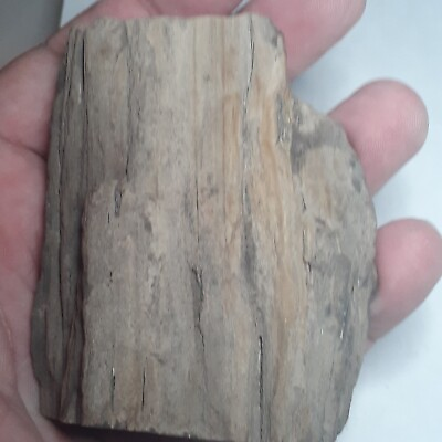 #ad Petrified Wood Large Fossil Grade A Specimen GrainBark Display Stands HYC#15 $18.50