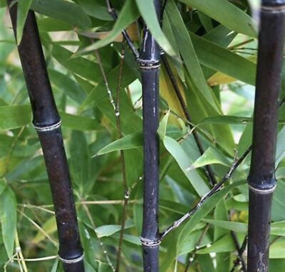 #ad #ad Black Timber Bamboo Authentic Phyllostachys Nigra Live Bare Root Plant Rhizome $34.99