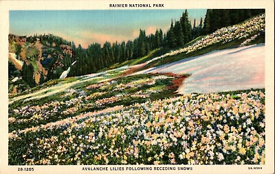 #ad Postcard Rainier National Park Washington Field Of Lillies And Snow Linen $5.95
