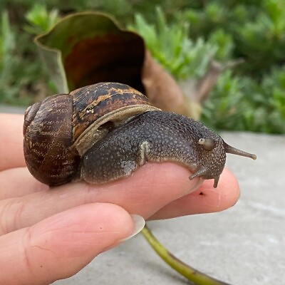 #ad LIVE Helix Aspersa Brown Land Garden Snails Pet Petit gris Small Gray $17.88