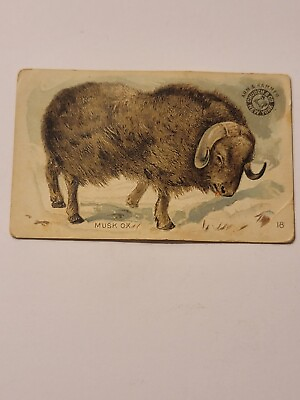 #ad Antique Arm And Hammer Trading Card Interesting Animals Musk Ox  #18 of 60 Read $9.95