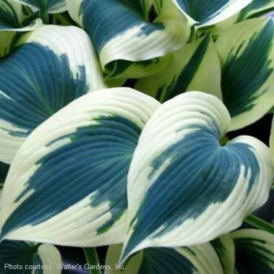 #ad hosta BLUE IVORY potted plant Click on our store name for lots more amp; savings $15.99