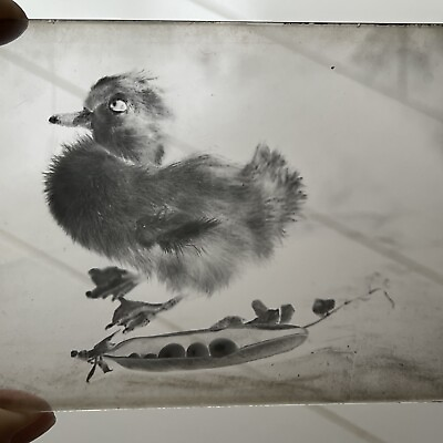 #ad Antique Original Glass Photograph Negative Taxidermy Duck amp; Peas In A Pod Odd $84.95