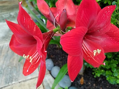 #ad ONE rooted Amaryllis bulb. From 1 to 1.3 inches in nursery pot. Ready to plant $3.99