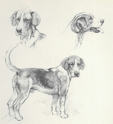 #ad Foxhound quot;Profilesquot; CUSTOM MATTED Vintage Dog Art Print 1948 KF Barker $15.00