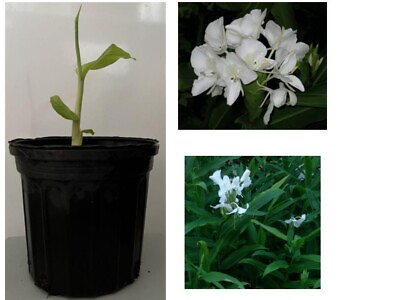 #ad 1 White Butterfly Ginger Hedychium coronarium Plant No pot $14.99