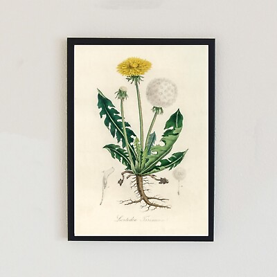 #ad Dandelion Vintage Illustration Antique Botanical Decor Retro A4 Wall Art Print GBP 6.99