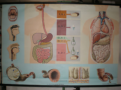 #ad School Wall Map Role Map Food Digestion Man Stomach 65 11 16x44 1 2in $175.28