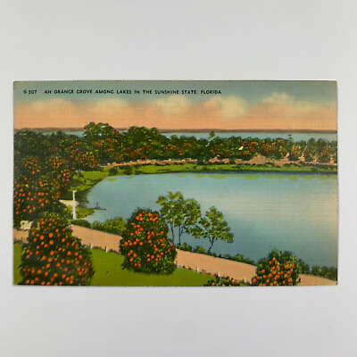 #ad Postcard Florida FL Orange Grove 1940s Linen Unposted $1.00